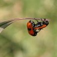 Coccinelles