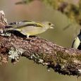 Oiseaux