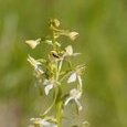 Orchis deux feuilles