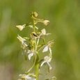 Orchis deux feuilles