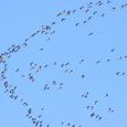 Grues