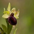 Ophrys araignée